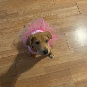 Meet your Posher, Alfonso